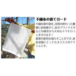 国華園 種 野菜たね トウモロコシ害虫ガード ...の詳細画像2