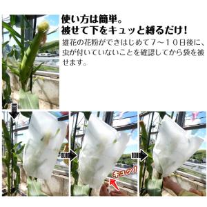 国華園 種 野菜たね トウモロコシ害虫ガード ...の詳細画像3