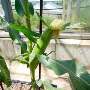国華園 種 野菜たね トウモロコシ害虫ガード ...の詳細画像5