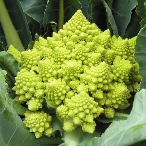 カリフラワー 種 野菜たね F1春まきサンゴ礁花椰菜 1袋（コート種子30粒） ハナヤサイ 花野菜 やさいたね 国華園 こっかえん
