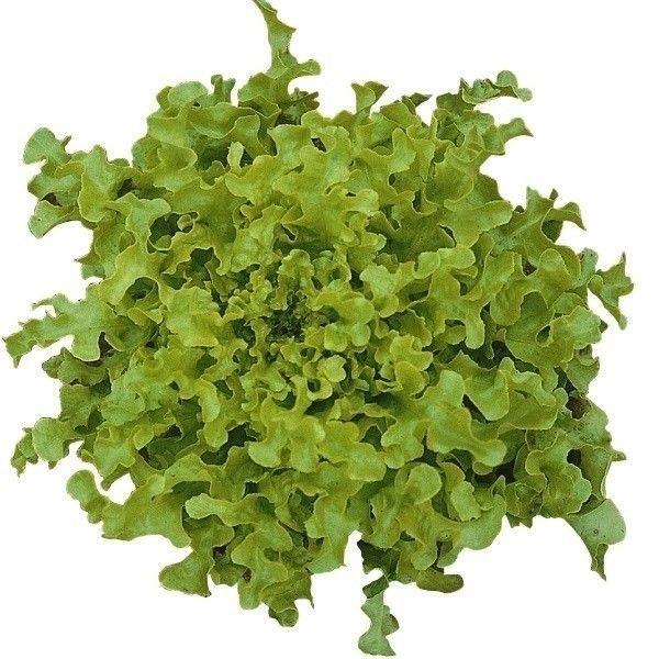 種 野菜たね レタス サラダボール 1袋（2ml） やさいの種 国華園