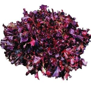 種 野菜たね レタス レッドサラダボール 1袋（2ml） やさいの種 国華園