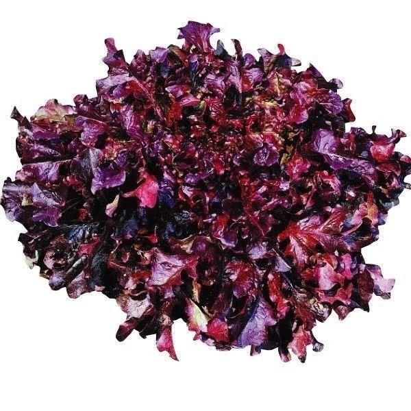 種 野菜たね レタス レッドサラダボール 1袋（2ml） やさいの種 国華園