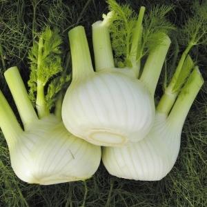 種 野菜たね ハーブ フェンネルロマネスコ 1袋（3ml） やさいの種 国華園