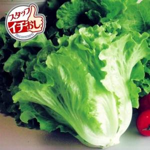 レタス 種 野菜たね サラダレタス 1袋（5ml） やさいたね 国華園 こっかえん｜kokkaen