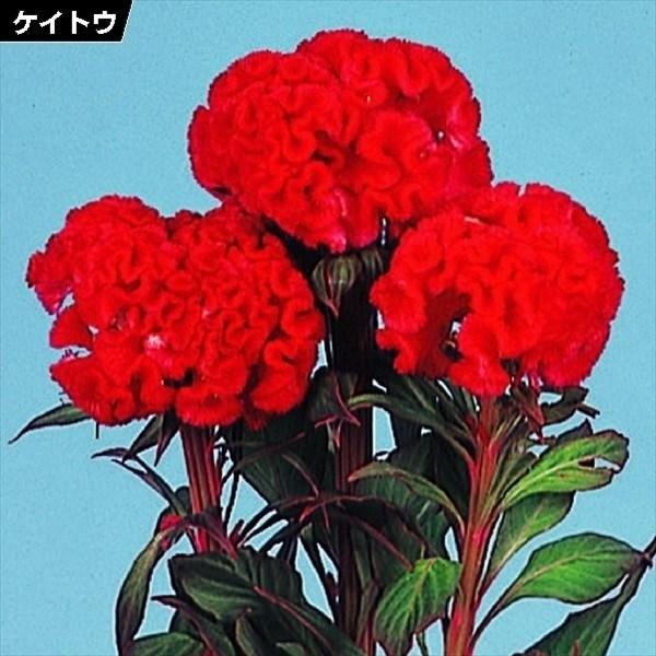 種 花たね 久留米けいとう赤花 1袋(80粒)