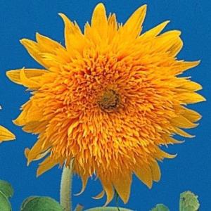 種 花たね ひまわり オレンジサン 1袋(100...の商品画像