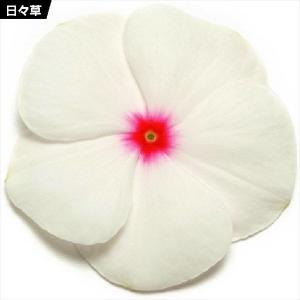 種 花たね 日々草 ポルカドット 1袋(20粒)の商品画像