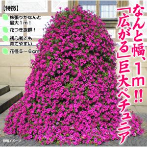種 花たね ペチュニア F1ベルベットパープル...の詳細画像1