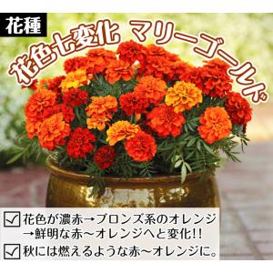 種 花たね フレンチ マリーゴールド ファイヤ...の詳細画像1