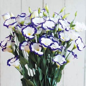 花と緑 国華園 トルコキキョウ 花たね Yahoo ショッピング