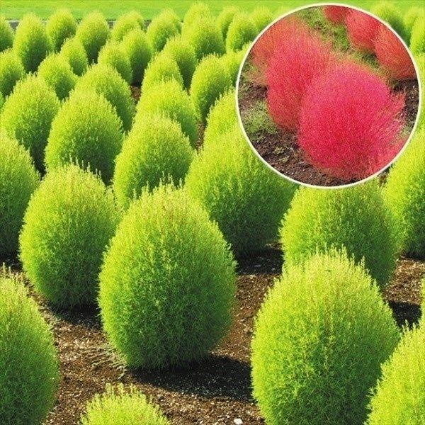 種 花たね大量販売 コキア 1袋(5g)