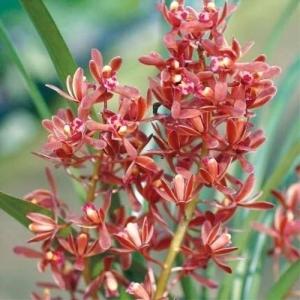 R8年キンリョウヘン花芽9本#3 R8年キンリョウヘン花芽8本#2 【公式通販】