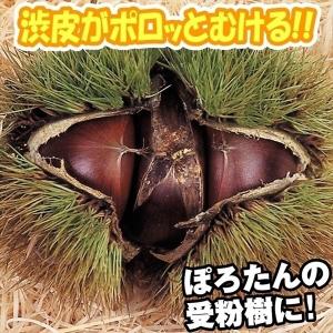 果樹苗 ホワイトサポテ ルーク 1株 : 花と緑 国華園 - 通販 - Yahoo