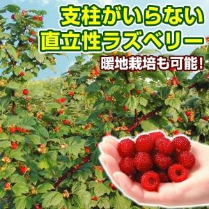 ラズベリー 苗 苗木 ウルトララズベリー超大王 1株 (HARA-Rasp 品種登録出願中) / キイチゴ 木苺 木いちご 果樹苗｜kokkaen