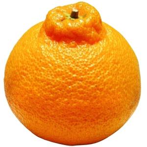 果樹苗 カンキツ 不知火真鍋系 1株 / 苗木 果物 フルー...