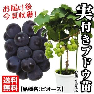 果樹苗 ブドウ ピオーネ実つき 1株 / 果物苗 フルーツ苗...