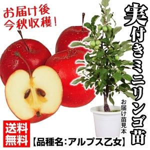 リンゴ 苗木 アルプス乙女 実つき 接木3年生苗 1株 果樹苗 国華園 送料無料