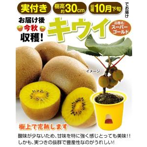 国華園 果樹苗 キウイ スーパーゴールド 実つ...の詳細画像1
