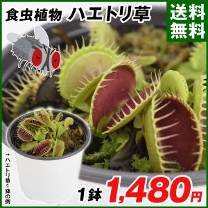 食虫植物の商品一覧 通販 Yahoo ショッピング
