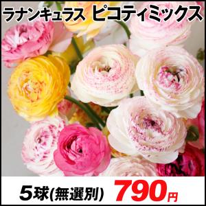 ラナンキュラス 球根の商品一覧 通販 Yahoo ショッピング