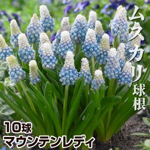 秋植え球根 ムスカリ マウンテンレディ 10球