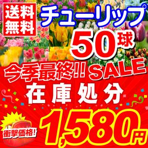 [今季最終セール] チューリップ 球根 在庫処分チューリップ 50球 送料無料