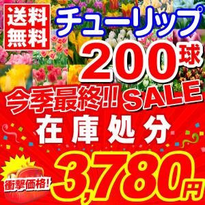 [今季最終セール] チューリップ 球根 在庫処分チューリップ 200球 送料無料