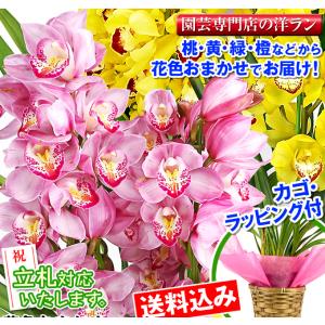 鉢花 ギフト用花色おまかせシンビジューム 3本...の詳細画像1