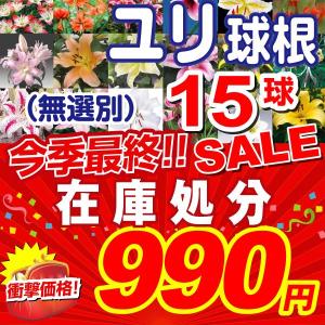 ユリ 球根 在庫処分ユリ球根ミックス (無選別) 15球