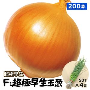玉ねぎ苗【中生品種、O・K黄1000本】【野菜苗】 楽天市場】玉ねぎ 苗 o・k黄の通販