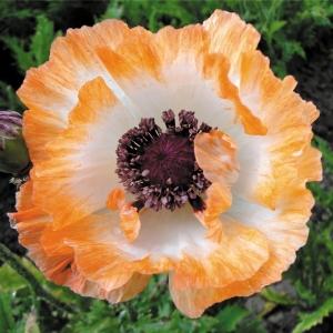 花苗 オリエンタルポピー ボレロ 2株 / 花の苗 切り花向き オニゲシ 鬼