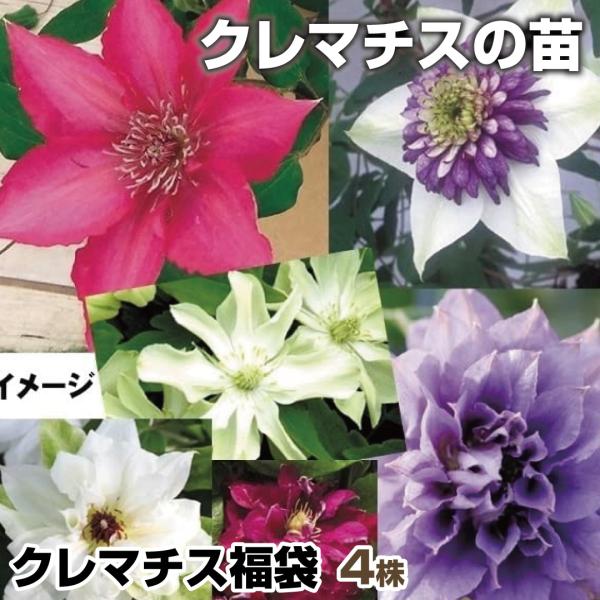 花苗 クレマチス福袋（品種見計らい・名称付） 4株 / 花の苗 つる性植物