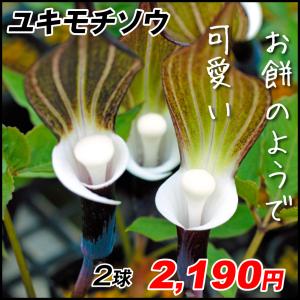 ユキモチソウの商品一覧 通販 Yahoo ショッピング