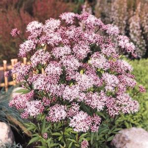 ピンク①山野草 ピンクのフジバカマ(藤袴) 大株 ピンク③山野草 ピンクのフジバカマ(藤袴) 大株