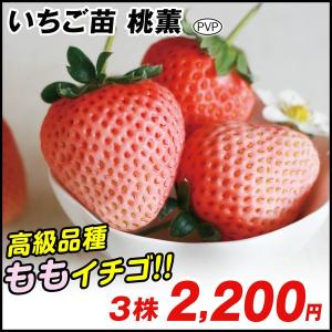 花と緑 国華園 いちご苗 食用植物苗 Yahoo ショッピング