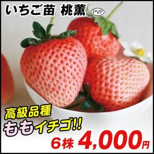 大きいいちごの商品一覧 通販 Yahoo ショッピング