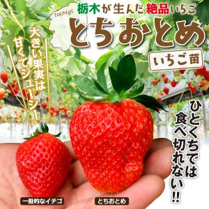 国華園 いちご苗 とちおとめ 6株/ 家庭菜園...の詳細画像1