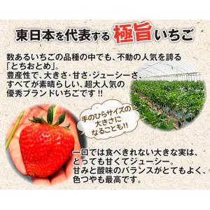 国華園 いちご苗 とちおとめ 6株/ 家庭菜園...の詳細画像2