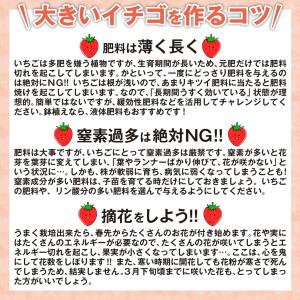国華園 いちご苗 とちおとめ 6株/ 家庭菜園...の詳細画像3