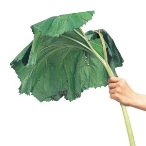 ルバーブの苗のお問い合わせへのお返事 ルバーブの苗のお問い合わせへ