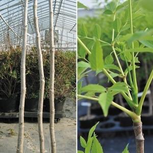 タラの芽の木の商品一覧 通販 Yahoo ショッピング