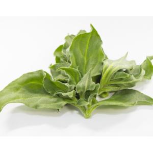 アイスプラント 苗の商品一覧 通販 Yahoo ショッピング