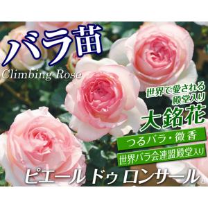 国華園 つるバラ苗 ピエールドゥロンサールR ...の詳細画像1