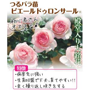 国華園 つるバラ苗 ピエールドゥロンサールR ...の詳細画像2