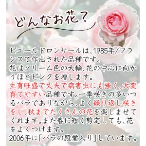 国華園 つるバラ苗 ピエールドゥロンサールR ...の詳細画像3