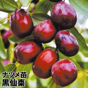 なつめ 苗木 【超大実 皇帝ナツメ】 3年生 約1.3m 大苗 : 苗木の専門店