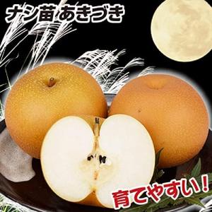 国華園 果樹苗 ナシ あきづきPVP 1株の詳細画像1
