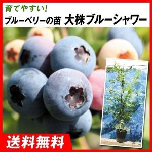 大株 ブルーベリー マグノリア 1.2m 根巻き : 吉瀬園芸 - 通販 - Yahoo