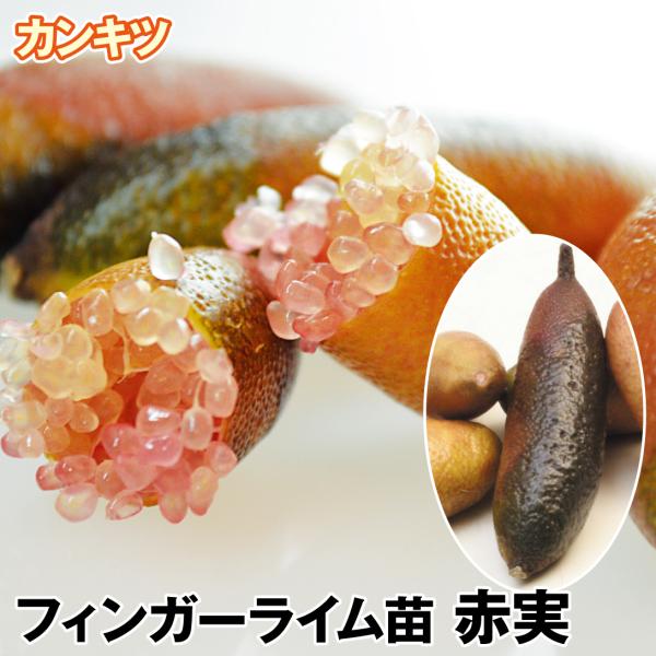 フィンガーライム赤実 1株 カンキツ 果樹苗 国華園